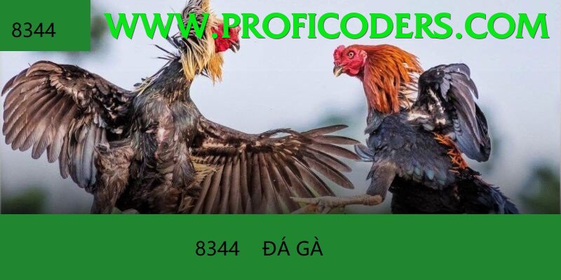 Đá Gà Trực Tiếp - Trải nghiệm tuyệt vời